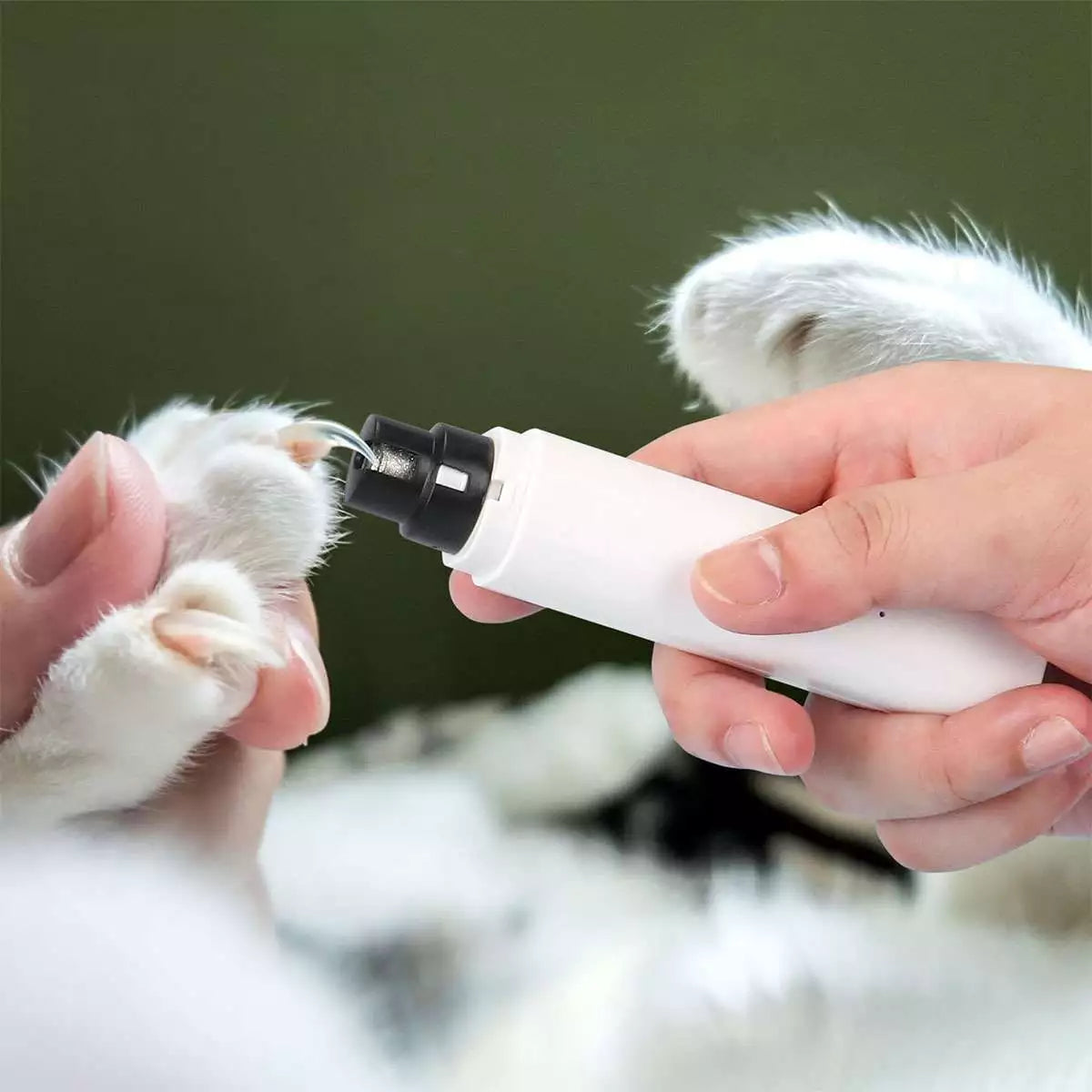 Turbo Turpija kandzi za vase ljubimce - Azijashop