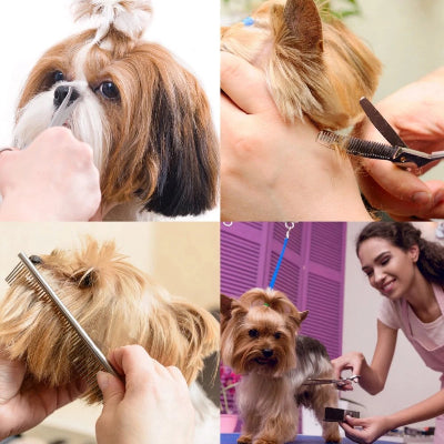 Sisanje dlake pasa, ukljucujuci Yorkie i Shih Tzu rase. Prikazano sisanje oko ociju, cesljanje i kompletno negovanje dlake.