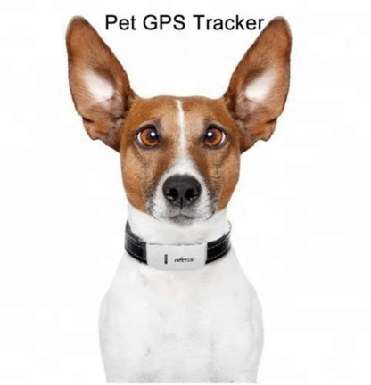 Pas koji nosi GPS ogrlicu za pracenje i bezbednost
